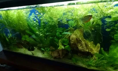 tank28-15-16.webp