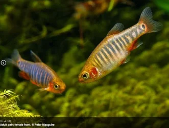 Emerald Danios 2.webp