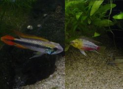 Apisto_Fish_001_fit.JPG