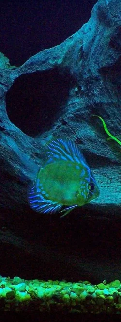 discus_actinic_vertical.webp