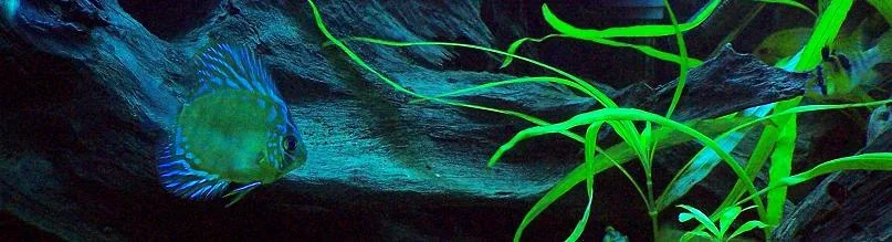 discus_actinic_horizontal_1.webp