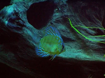 discus_actinic_1.webp