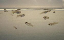 Guppy_Fry_2.JPG