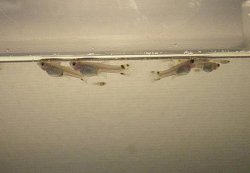 Guppy_Fry_3.JPG
