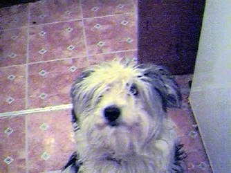 scruffy_lara.webp