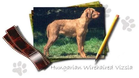 hung_vizsla_wh.webp