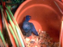 blue_betta_in_pot.JPG