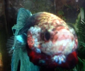 green_up_close_flare.webp