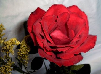 rose2.jpg