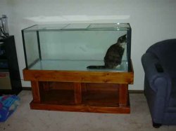 CatinTank2.jpg