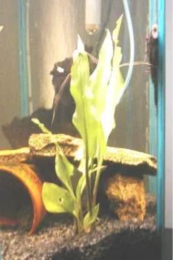 pleco_poop_alooza.webp