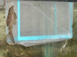 a_pleco_net.jpg