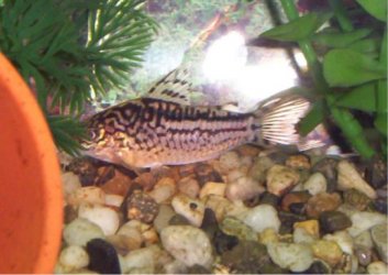 elegantcory.jpg