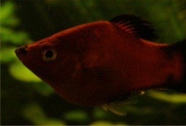 Platy.jpg