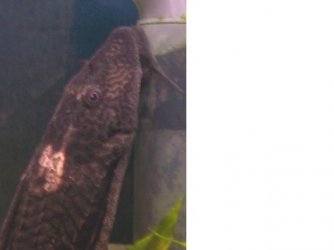 poorly_pleco.jpg