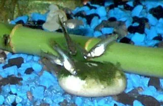 algaebaby.webp