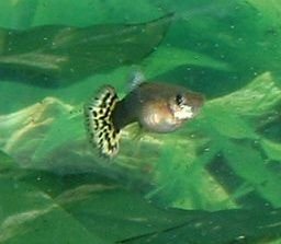 Female_Guppy.JPG