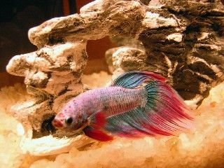 marlin_small_1.jpg