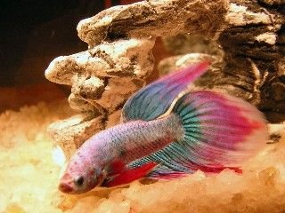 marlin_small_2.jpg