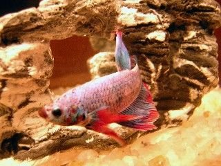 marlin_small_4.jpg