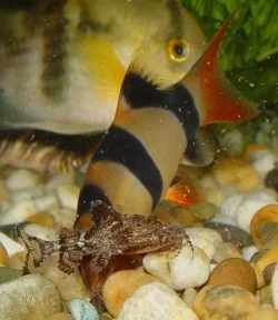 harahara_and_loach.webp