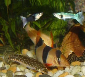 shrimp_pellets.webp