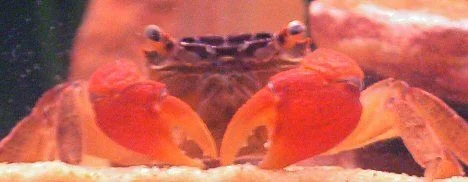 dawnscrab.webp