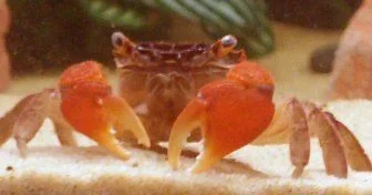dawnscrab2.webp