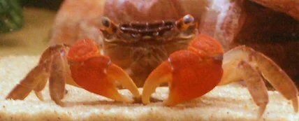 dawnscrab3.webp