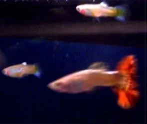 new_Guppy___Adam.webp