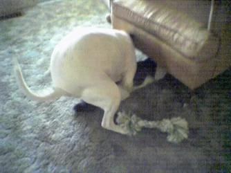 humpdakitty.webp