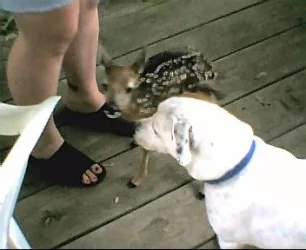 babydeer4.webp
