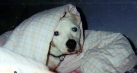 snuggy_fritz.webp