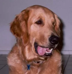 golden.webp