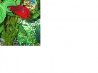 betta_1.JPG