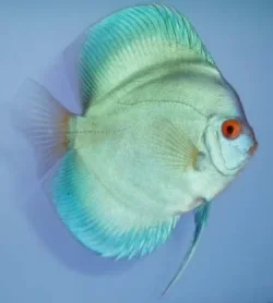 Blue_discus.webp