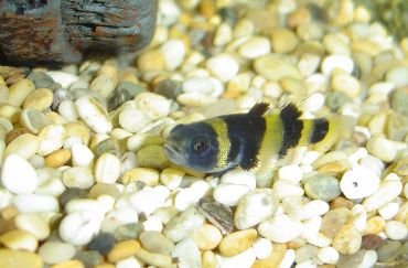 Bumblebee_goby6.jpg