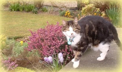 Smudge_with_a_spring_in_his_step.webp
