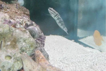banded_goby.webp