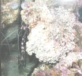 coral_banded_3.webp