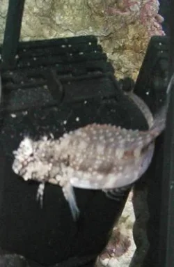blenny_4.webp