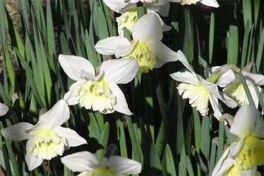 daffy.webp