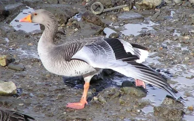 greylag.webp