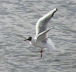 tern.webp