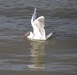 tern2.webp