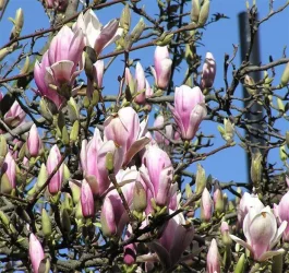 flowers.webp