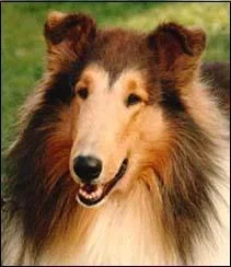 roughcollie.webp