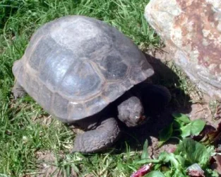 turtle.webp