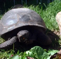turtle2.webp