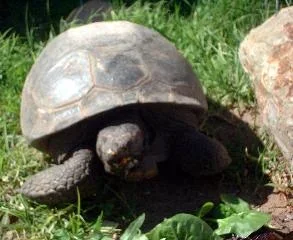 turtle1.webp
